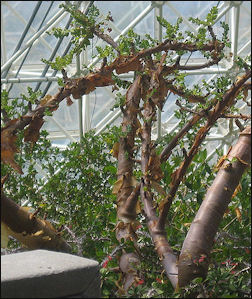 20120210-FRANKINCENSE TRee Boswellia-sacra-greenhouse.jpg